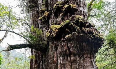 Aυτό είναι το γηραιότερο δέντρο στον πλανήτη - Πού βρίσκεται