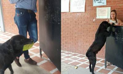 Σκύλος είδε φοιτητή να αγοράζει φαγητό με λεφτά και έκανε το ίδιο αλλά με φύλλα δέντρων