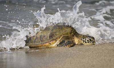Λακωνία: Δικογραφία για τον βάρβαρο που έσφαξε χελώνα στη Χαρακιά! (Σκληρή εικόνα)
