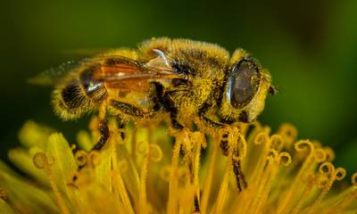 Παγκόσμια Ημέρα Μέλισσας
