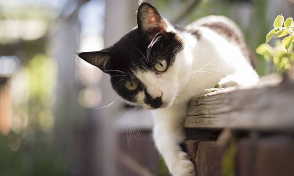 Φρίκη στο Λουτράκι: Πέταξε γάτα από τον 5ο όροφο και βρήκε τραγικό θάνατο