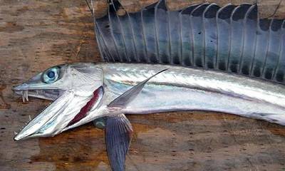 ΗΠΑ: Σε συναγερμό βιολόγοι και αρχές για την επανεμφάνιση του ψαριού με κυνόδοντες κοντά στις ακτές