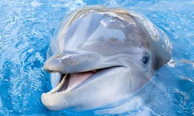 Πόσο έξυπνα είναι τα δελφίνια; (video)