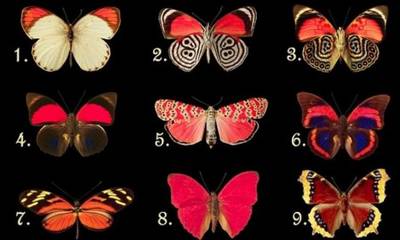 Τεστ προσωπικότητας: Διάλεξε μια πεταλούδα και δες τι αποκαλύπτει για σένα