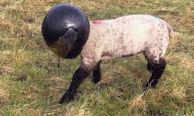 Σκωτία: Αδέξιο αρνάκι περιφέρεται σε αγρό με... κράνος μηχανής στο κεφάλι