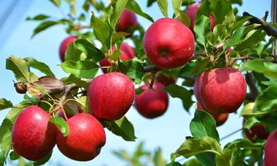 Αρκαδία: Ζητείται στήριξη για τους μηλοπαραγωγούς