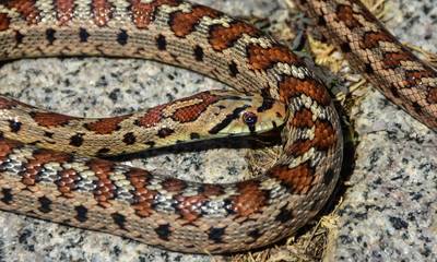 Φίδια: Σε ποια περιοχή της Πελοποννήσου καταγράφονται τα περισσότερα δαγκώματα