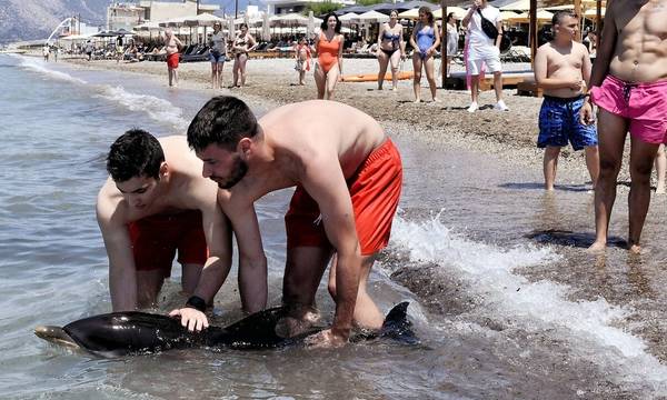 Κόρινθος: Νεαρό δελφίνι έχασε τον προσανατολισμό του και βρέθηκε στην παραλία Καλάμια