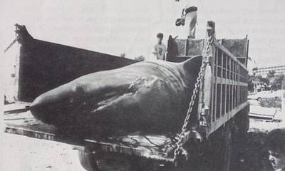 Η μέρα που ψαράδες στους Αγίους Θεοδώρους σήκωσαν καρχαρία 7,5 μέτρων που ζύγιζε 2,5 τόνους