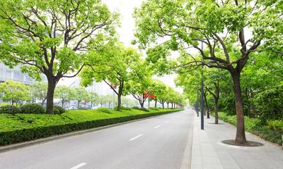 Κλιματική αλλαγή: Τα δέντρα στην πόλη, η «ασπίδα» απέναντι στους καύσωνες