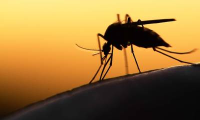 Ιός Δυτικού Νείλου: «Συναγερμός» για τα κουνούπια - Εμφανίστηκαν ένα μήνα νωρίτερα