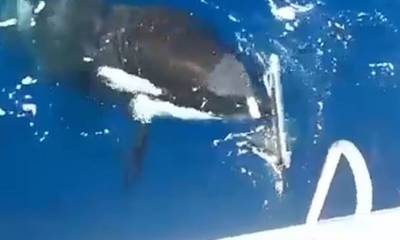 Γιβραλτάρ: Όρκα επιτίθεται σε σκάφος και κόβει το πηδάλιο με τα δόντια της (video)