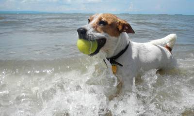 Σκύλος στην παραλία: Τι επιτρέπεται βάσει νόμου