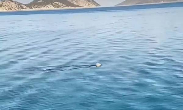 Καρχαρίας κόβει βόλτες στα ρηχά - Βίντεο με το πτερύγιο να «σκίζει» τα νερά του Κορινθιακού