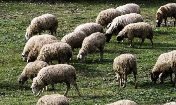Π.Ε. Λακωνίας: Σε εγρήγορση για τα κρούσματα φυματίωσης σε αιγοπρόβατα στον Βασσαρά 