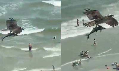 Απίστευτο βίντεο: Αετός βούτηξε στη θάλασσα και άρπαξε καρχαρία (video)