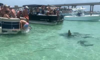 Σφυροκέφαλοι καρχαρίες ...επισκέπτονται παραθεριστές σε σκάφη