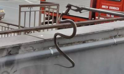 Αυτό είναι το φίδι που πετάχτηκε σε κατάστημα και «λαχτάρησε» κόσμο (photos)