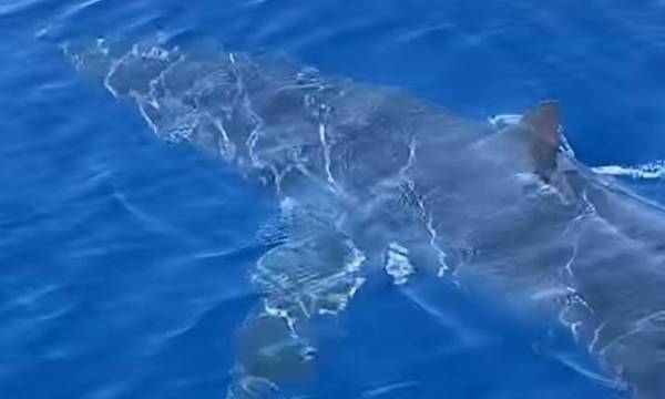 Δείτε βίντεο: Καρχαρίας κολυμπά μπροστά σε σκάφος λίγο έξω από το λιμάνι της Ζακύνθου