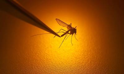 «Καμπανάκι» από τους ειδικούς: Τα κουνούπια απειλούν την Ευρώπη με θανατηφόρους ιούς