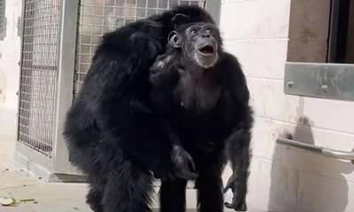 ΗΠΑ: Χιμπατζής που πέρασε τη ζωή του σε κλουβί βλέπει για πρώτη φορά τον ανοιχτό ουρανό