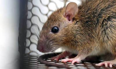 Κίνα: Κεφάλι ποντικού βρέθηκε σε συσκευασία γεύματος σε καφετέρια