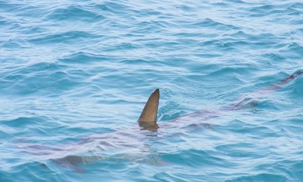 Σέριφος: Η στιγμή που καρχαρίας τριών μέτρων περνά δίπλα από σκάφος (video)