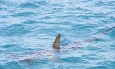 Σέριφος: Η στιγμή που καρχαρίας τριών μέτρων περνά δίπλα από σκάφος (video)