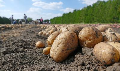 Πελοπόννησος: Καλό τελείωμα οι πατάτες σε Αχαΐα και Ηλεία