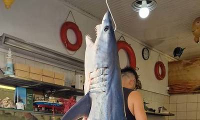 Πάτρα: «Τα σαγόνια του καρχαρία» στο πιάτο του κολυμβητή! - Αντιστροφή ρόλων (photos)