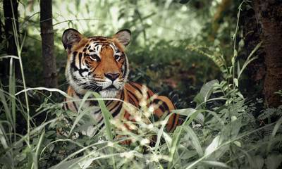 Παγκόσμια Ημέρα Τίγρης
