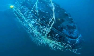 Δραματική διάσωση φάλαινας στην Αυστραλία