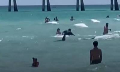 Φλόριντα: Καρχαρίας εμφανίστηκε στα ρηχά σε παραλία και προκάλεσε τρόμο