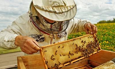 Πελοπόννησος: Λακωνία, Μεσσηνία και Αρκαδία μετράνε ζημιές για το μέλι