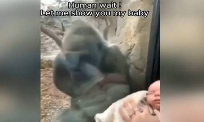 Μαμά γορίλας βλέπει γυναίκα με το παιδί της και φέρνει το μωρό της