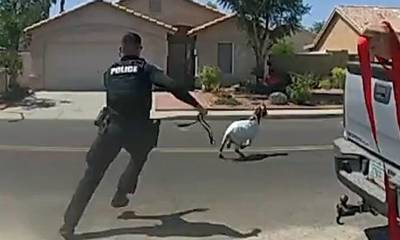 Αριζόνα: Αστυνομικοί κυνηγούν... κατσίκες!