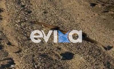 Απίστευτο περιστατικό στην Εύβοια: Αντιδήμαρχος κολυμπούσε στη θάλασσα με ένα φίδι (video)