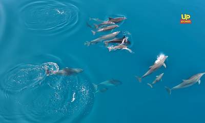 Φθιώτιδα: Ένα μεγάλο κοπάδι δελφινιών από ψηλά