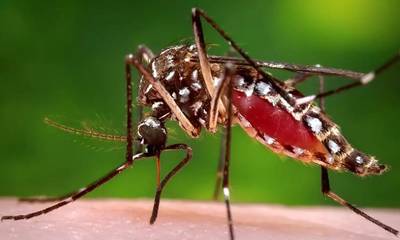 ΕΟΔΥ: Διαγνώστηκε στις Σέρρες το πρώτο φετινό περιστατικό λοίμωξης του ιού του Δυτικού Νείλου