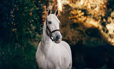Ασύλληπτο περιστατικό στα Χανιά: Άφησε το άλογο του δεμένο στον ήλιο και πέθανε