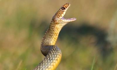 Πάτρα: Στο νοσοκομείο με αρτηριακή αιμορραγία 37χρονος που προσπάθησε να σκοτώσει φίδι