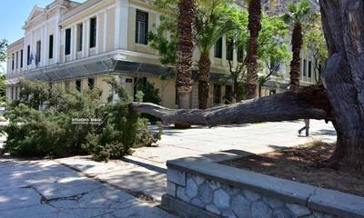 Είχαν «άγιο» δικηγόροι και περαστικοί! Έπεσε δένδρο στην πλατεία Δικαστηρίων Ναυπλίου (photos)