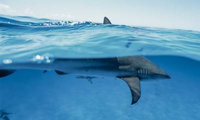 Δείτε βίντεο: Καρχαρίες «βολτάρουν» δίπλα από καΐκι στον κόλπο της Επιδαύρου