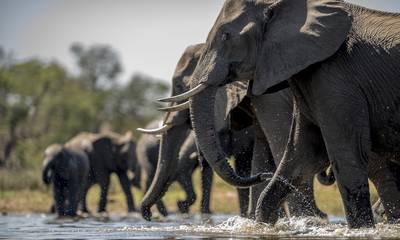Παγκόσμια Ημέρα του Ελέφαντα