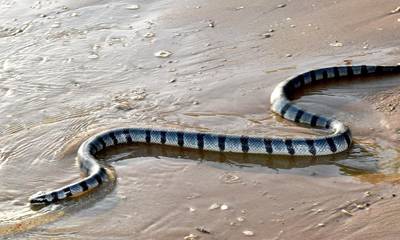 Εύβοια: Αναστάτωση στον Αλμυροπόταμο - Φίδι κολυμπά στη θάλασσα