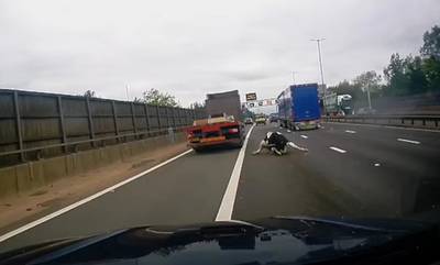 Βρετανία: Η τρομακτική στιγμή που μια αγελάδα πέφτει από φορτηγό σε αυτοκινητόδρομο (video)