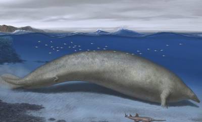 Η «κολοσσιαία φάλαινα του Περού», το μεγαλύτερο ζώο που έζησε ποτέ στη Γη