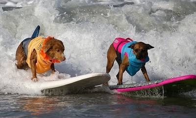 Καλιφόρνια: Σκύλοι σέρφερς «δαμάζουν τα κύματα»