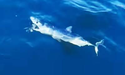 Ψαράς ήρθε τετ-α-τετ με καρχαρία στον Αργολικό Κόλπο (video)