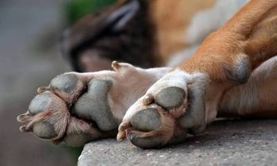 Φρίκη στη Μεσσηνία: Δύο σκυλάκια Ιταλών τουριστών πέθαναν από φόλες στο νησάκι Σαπιέντζα